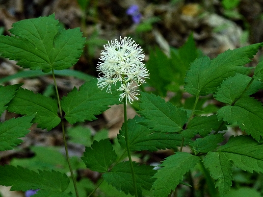 {Actaea pachypoda}